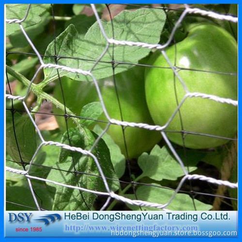 (31 year factory)Cheap poultry fence mesh Hexagonal Wire Mesh for poultry fence